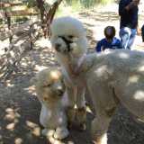 E mentre siamo con lei altri alpaca ci circondano teneramente in cerca di attenzioni